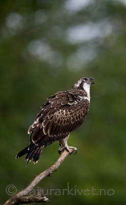 BB 12 0060 / Pandion haliaetus / Fiskeørn